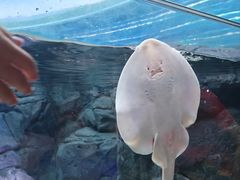 -上海海洋水族馆