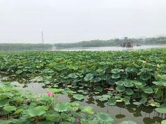 -大兴滨河森林公园