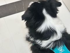-御宝贝24h宠物医院·转诊中心·CT核磁血透中心(厦门总院)