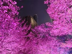 -西北湖绿化广场