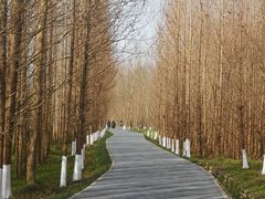 -桤木河湿地公园