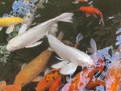 -南宫五洲植物乐园