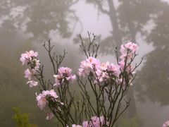 -梧桐山风景名胜区