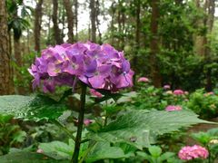 -铁山坪森林公园