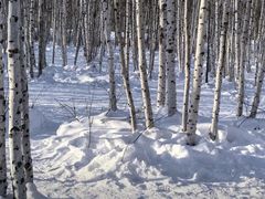 -北极村旅游风景区