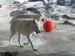 -珠海长隆海洋王国