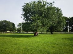 -北京群众马术培训基地