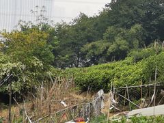-南山植物园