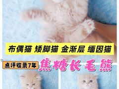 -麒麟缅因猫舍·十五年缅因猫选购中心