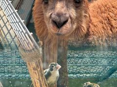 -栾川竹海野生动物园