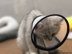 -瑞派康怡24h宠物医院·犬猫医疗中心·微创绝育(瑞景分院)