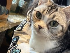 -猫猫幼稚园·撸猫·桌游·电玩