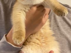 -lincat·猫舍(广州店)