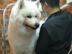 -我爱吾宠宠物美容院(朝阳路店)