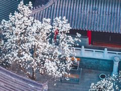 -灵谷景区