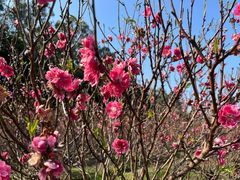 -南国桃园旅游度假区