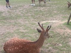 -奈良公园