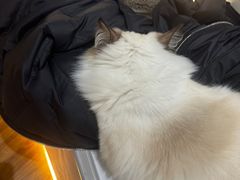 -COLOR PETS 撸猫馆·购猫·猫咖(长风大悦城店)