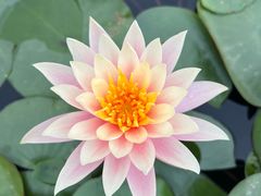 -中国科学院华南植物园