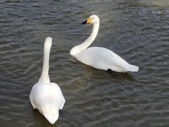 -盐城丹顶鹤湿地生态旅游区
