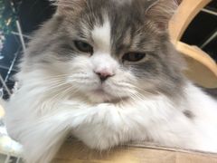 -猫和宫(六道口店)