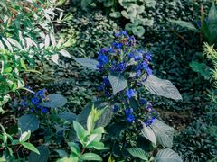 -国家植物园南园