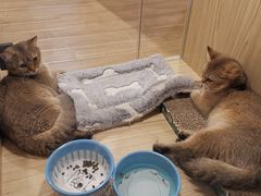 -屋虎猫馆(宝安大仟里店)