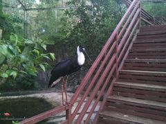 -清迈夜间动物园