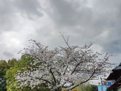 -中天楼