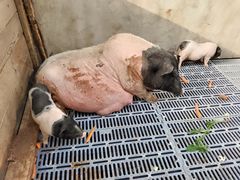 -北京鹿世界主题园