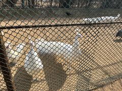 -秦皇岛野生动物园