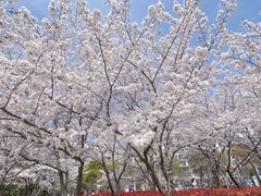 -高东镇樱花园