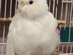 -吉丁鸟咖·异宠·寄养
