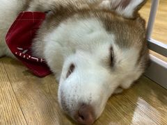 -Husky Go! 哈士奇体验馆·宠物咖啡厅狗咖