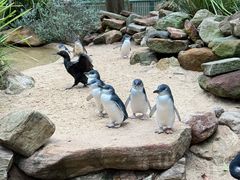 -费瑟代尔野生动物园