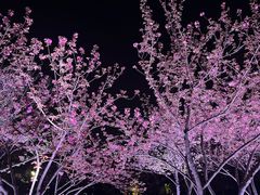 -西北湖绿化广场