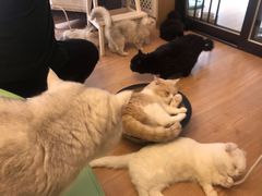 -MOYOYO猫咪咖啡店