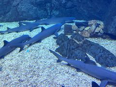 -烟台海昌鲸鲨海洋公园