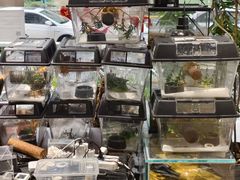-酷以爬仙阁实体爬宠店·守宫·蜥蜴·专业繁育