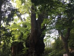-来宫神社