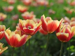 -北京国际鲜花港