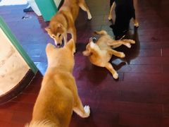 -喜柴咖啡·柴犬狗咖