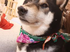 -柴迷FANS CLUB·柴犬狗咖·猫咖