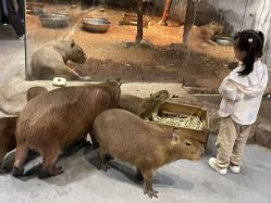 -Zoolung Zoolung动物主题公园(海信广场店)