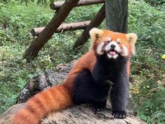 -柳州市动物园