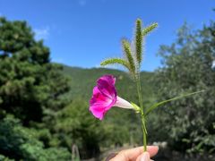 -北京西山国家森林公园