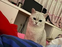 -宠颐生汉谟拉比宠物医院