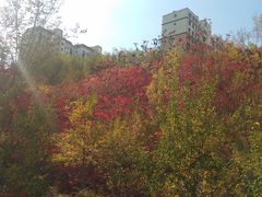-小绿谷公园