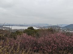 -香雪海