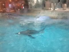 -帝企鹅自助餐厅•儿童岛•真企鹅(长隆企鹅酒店)